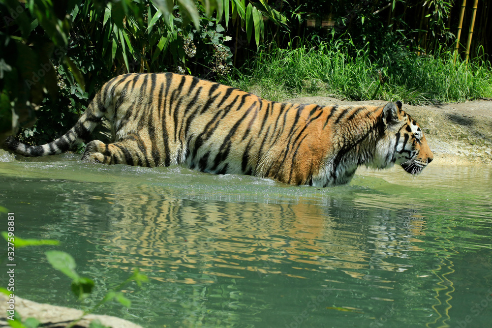 Tiger (Panthera tigris) Raubkatze geht durch das Wasser Tiger (Panthera tigris) Raubkatze geht durch das Wasser