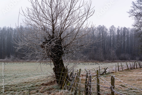 Fototapeta Naklejka Na Ścianę i Meble -  Krajobraz wiejski Podlasia. Podlaskie wierzby .Łagodna zima na Podlasiu. Dolina Narwi, Polska