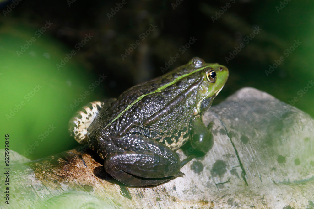 Teichfrosch (Pelophylax esculentus) Amphibium Teichfrosch (Pelophylax esculentus) Amphibium