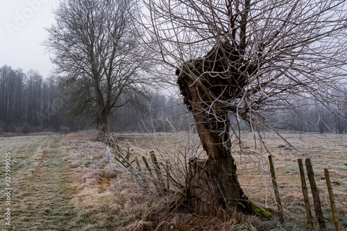 Fototapeta Naklejka Na Ścianę i Meble -  Krajobraz wiejski Podlasia. Podlaskie wierzby .Łagodna zima na Podlasiu. Dolina Narwi, Polska