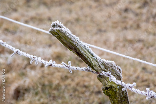Fototapeta Naklejka Na Ścianę i Meble -  Krajobraz wiejski Podlasia. Podlaskie wierzby .Łagodna zima na Podlasiu. Dolina Narwi, Polska