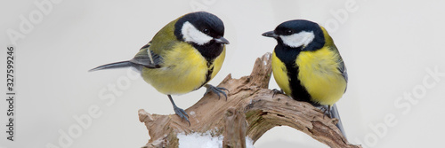 Tableau sur toile Kohlmeisen (Parus major) zwei Tiere sitzen auf Ast, Panorama