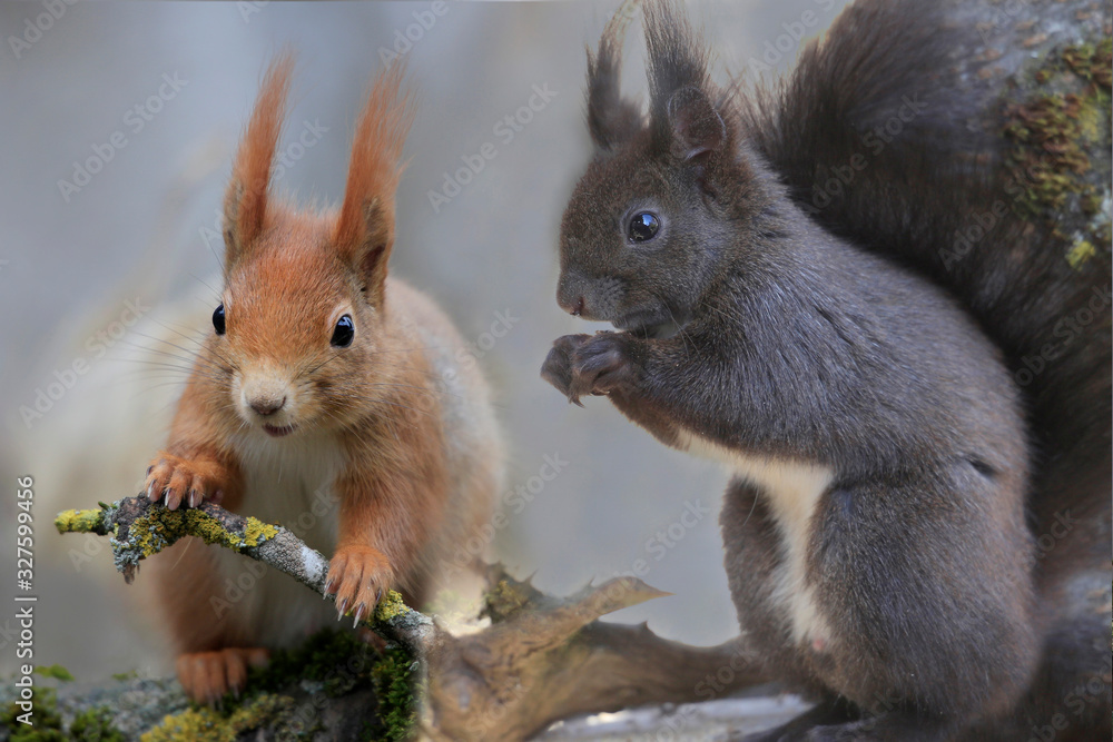 Eurasische Eichhörnchen (Sciurus vulgaris) braun und rot, sitzen auf Ast Eurasische Eichhörnchen (Sciurus vulgaris) braun und rot, sitzen auf Ast