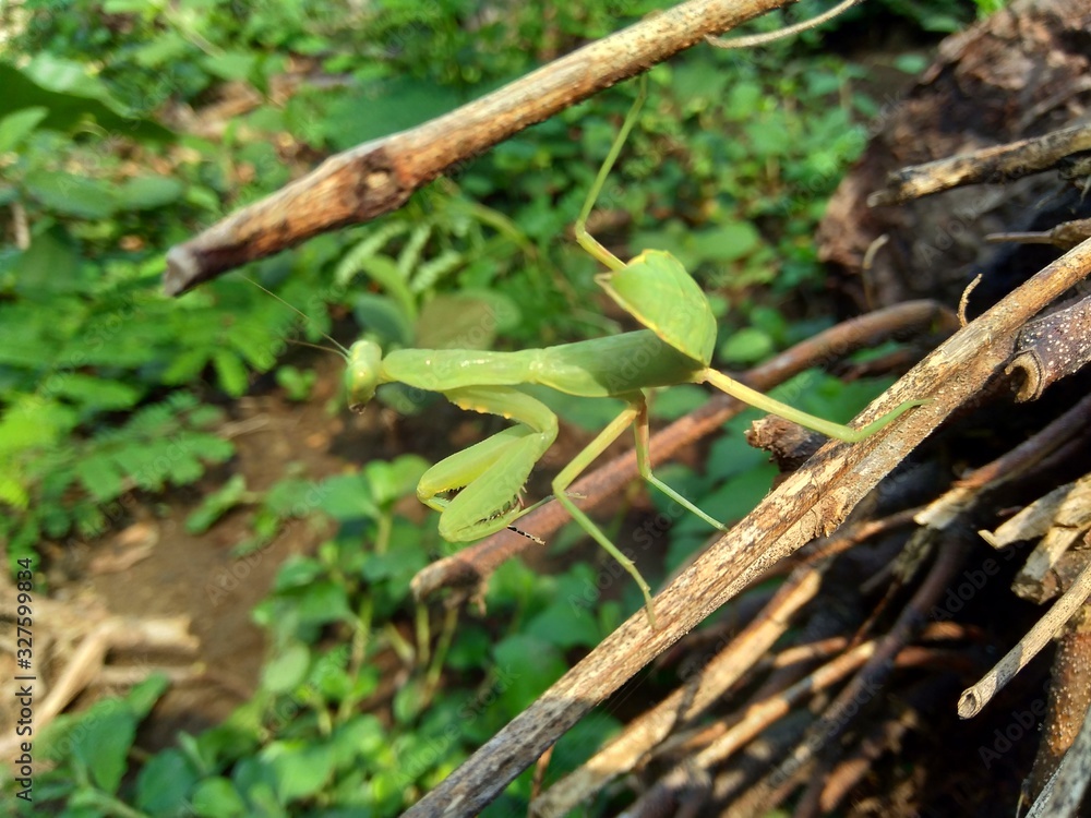 Green grasshopper (Caelifera) in the nature background