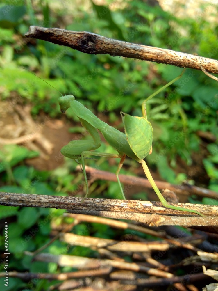 Green grasshopper (Caelifera) in the nature background Green grasshopper (Caelifera) in the nature background