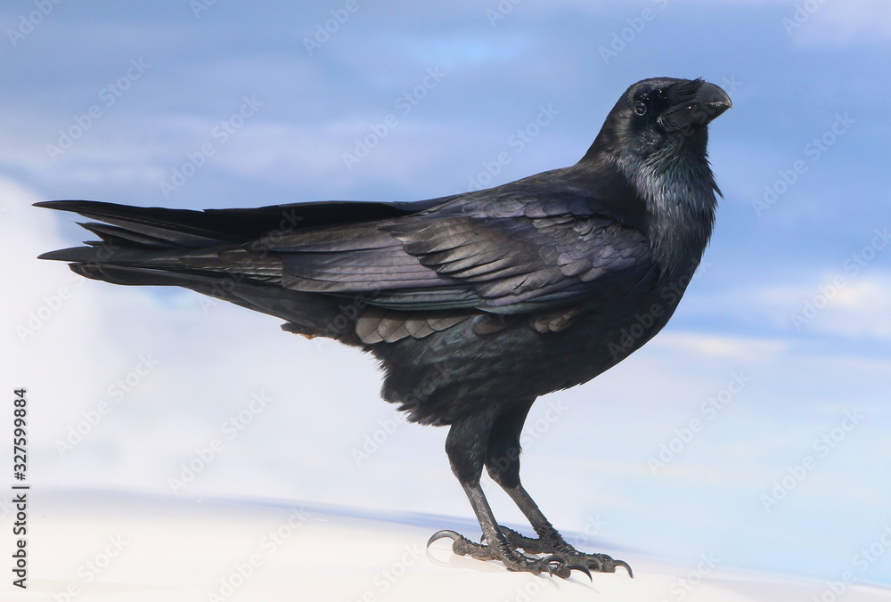  Kolkrabe (Corvus corax)  Rabenvogel Mitteleuropa