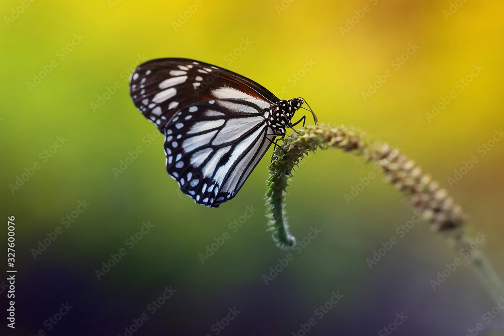 Fototapeta premium butterfly on leaf