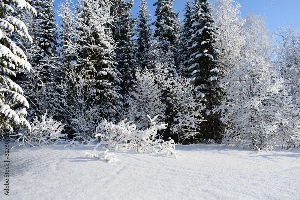 Fototapeta premium winter in the forest