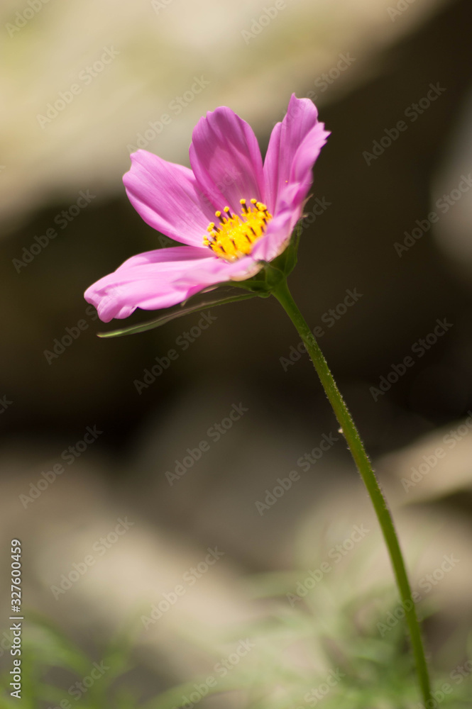 Fototapeta premium pink flower