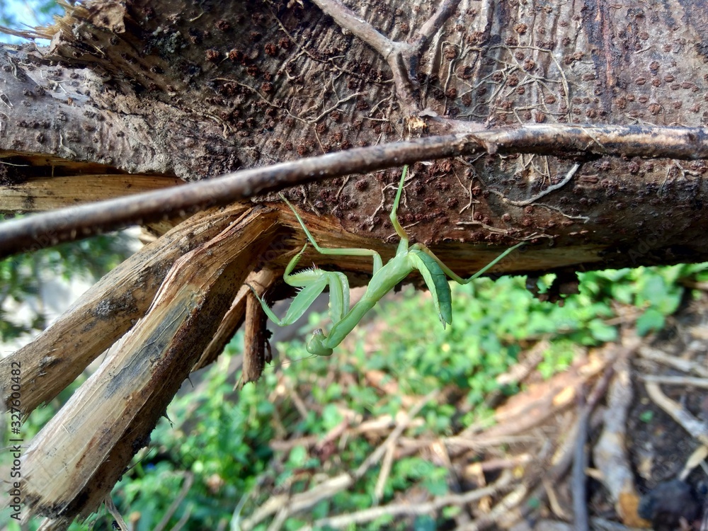 Green grasshopper (Caelifera) in the nature background Green grasshopper (Caelifera) in the nature background