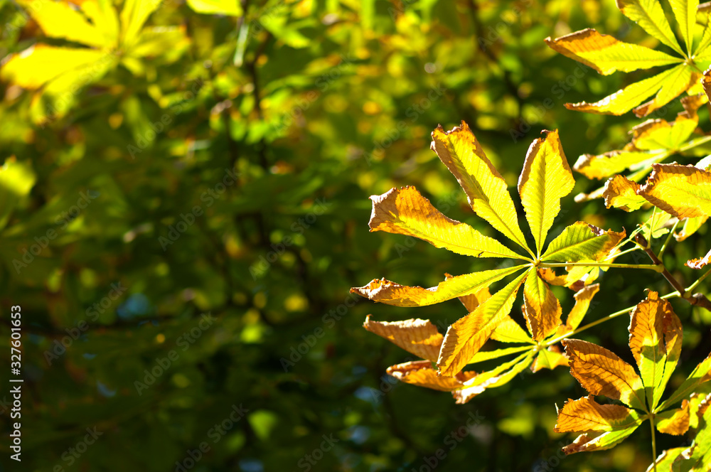 Obraz premium Natural background with autumn leaves