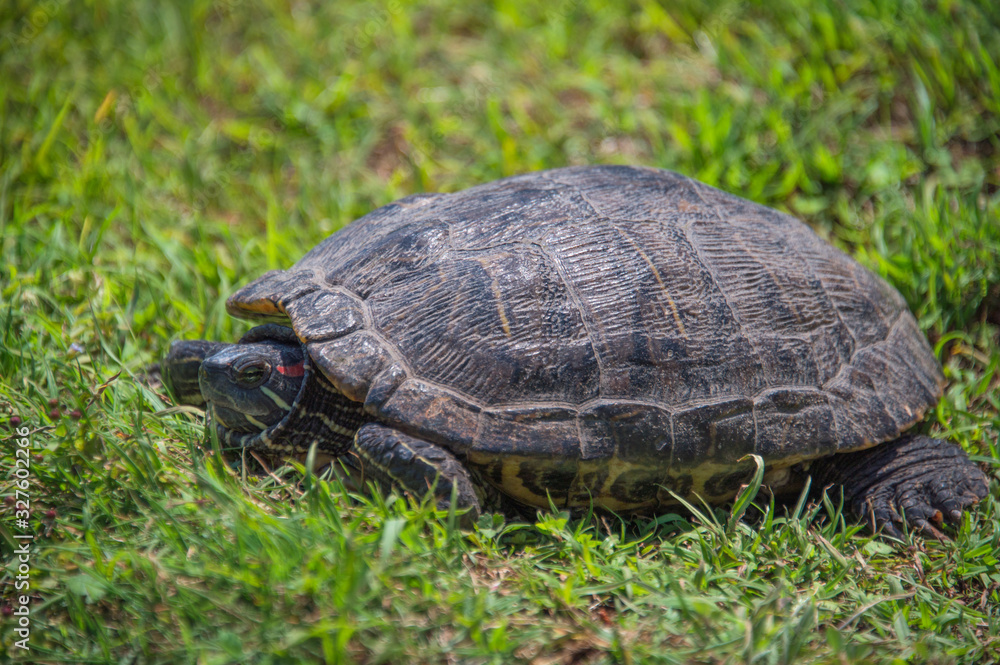 A turtle on lawn (Yokohama, Japan) A turtle on lawn (Yokohama, Japan)