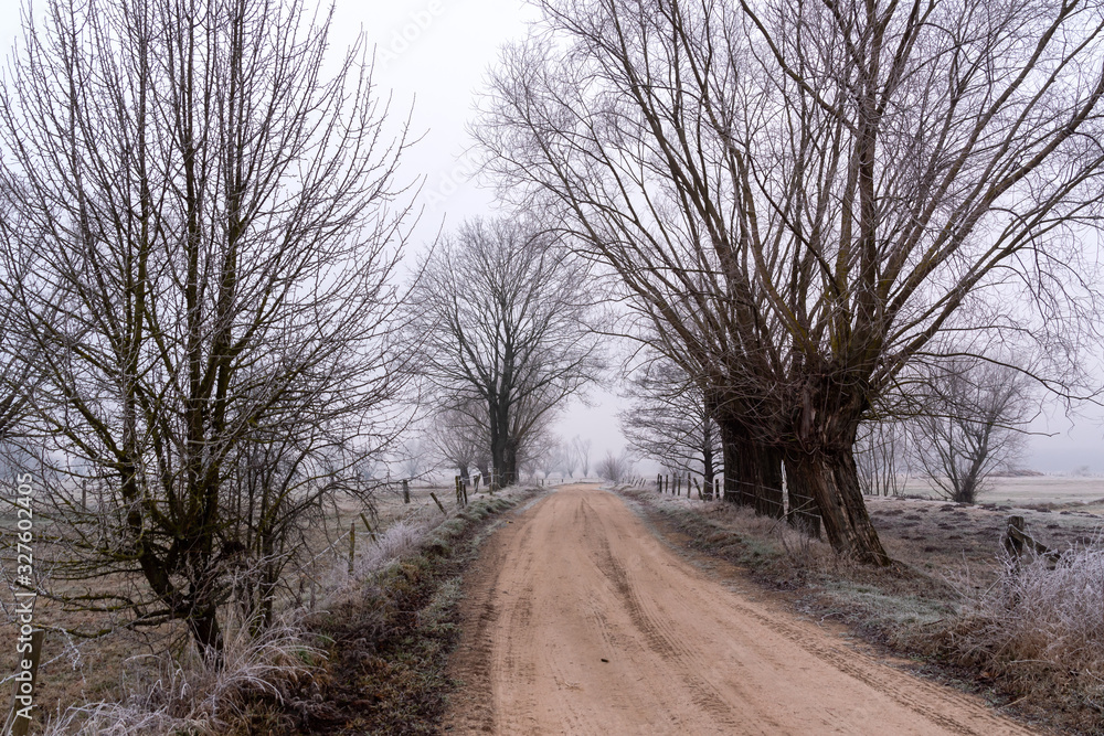 Krajobraz wiejski Podlasia. Podlaskie wierzby .Łagodna zima na Podlasiu. Dolina Narwi, Polska Krajobraz wiejski Podlasia. Podlaskie wierzby .Łagodna zima na Podlasiu. Dolina Narwi, Polska