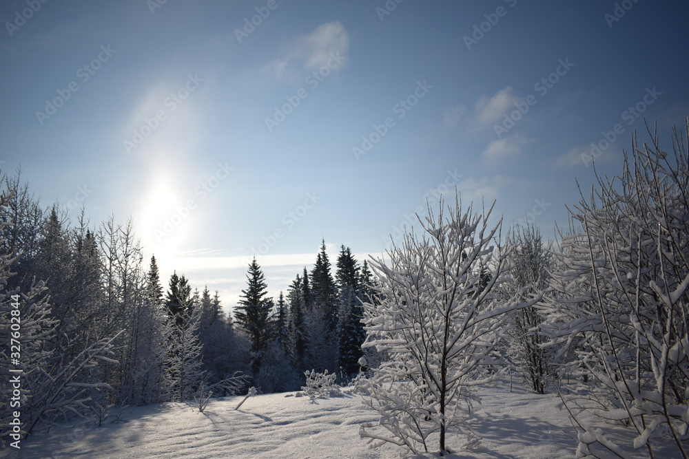 Fototapeta premium winter landscape with trees and snow