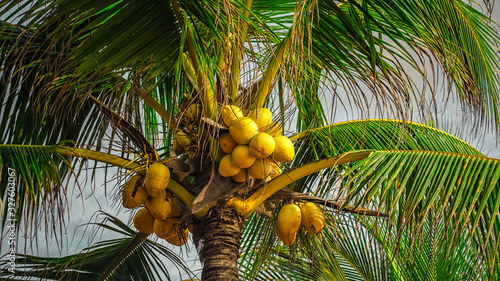 Yellow coconuts on a palm tree. Natural background