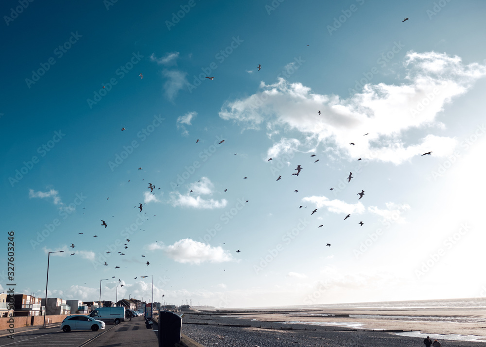A flock of wild young seagull sea gulls taking off mid-flight, using their wings to fly high in windy conditions, Sea gulls looking for food at the seaside docks and harbour.