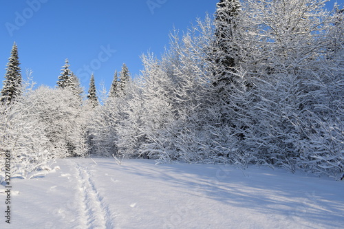 road in winter forest © tanzelya888