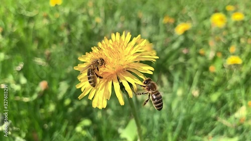 Slow motion of Honey Bee Collecting Pollen of yellow Flower Dandelion. Close up of honeybee flying and gathering flower nectar pollen on sunny spring clear day.