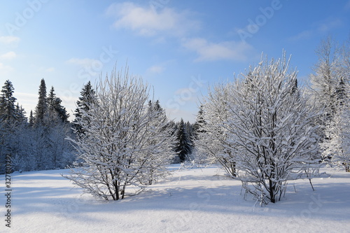 trees in snow © tanzelya888