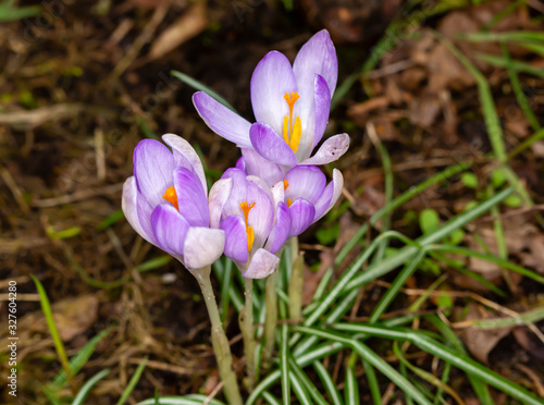 Early bloomers - Crocus flowers, the first messangers announce spring.