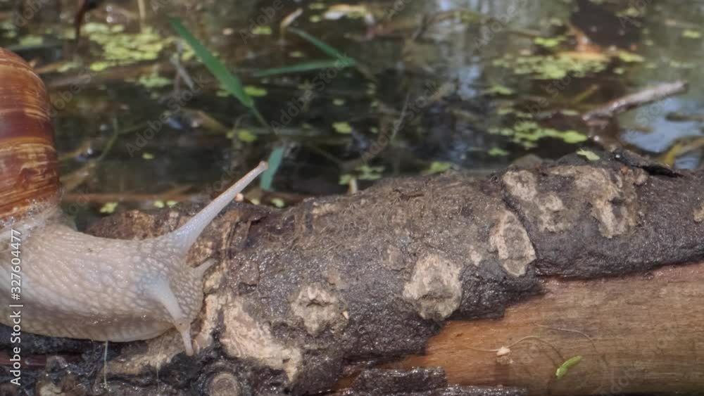 Snail crawling on a branch on a lake background. Grape snail in the natural habitat. Close-up Snail crawling on a branch on a lake background. Grape snail in the natural habitat. Close-up