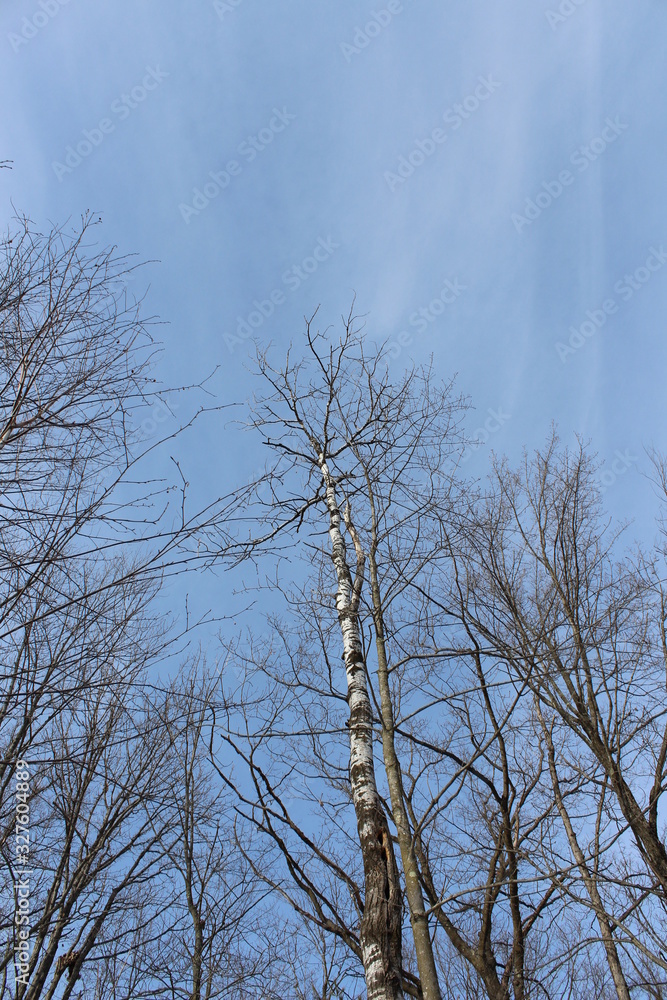 white clouds and blue sky and trees white clouds and blue sky and trees