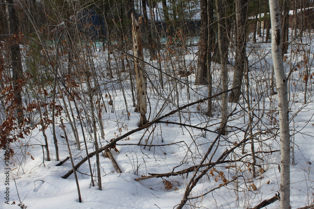 forest in winter