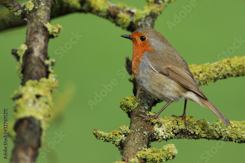 A pretty Robin, Redbreast, Erithacus rubecula, perching on a branch of a tree covered in lichen.