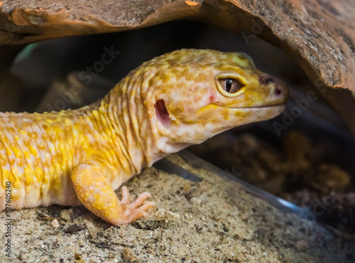 leopard gecko with its face in closeup, Popular tropical reptile specie from Asia photo