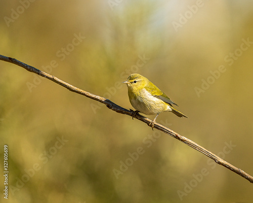 American Goldfinch perched on a tree limb in the forest.