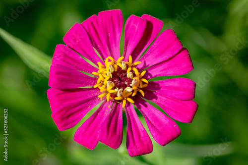 A zinnia in the botanical park on Lake Garda in Italy