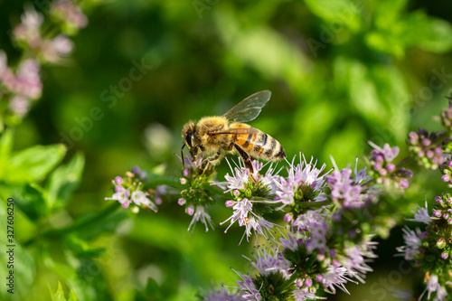 bee sucks pollen from a tropical flower