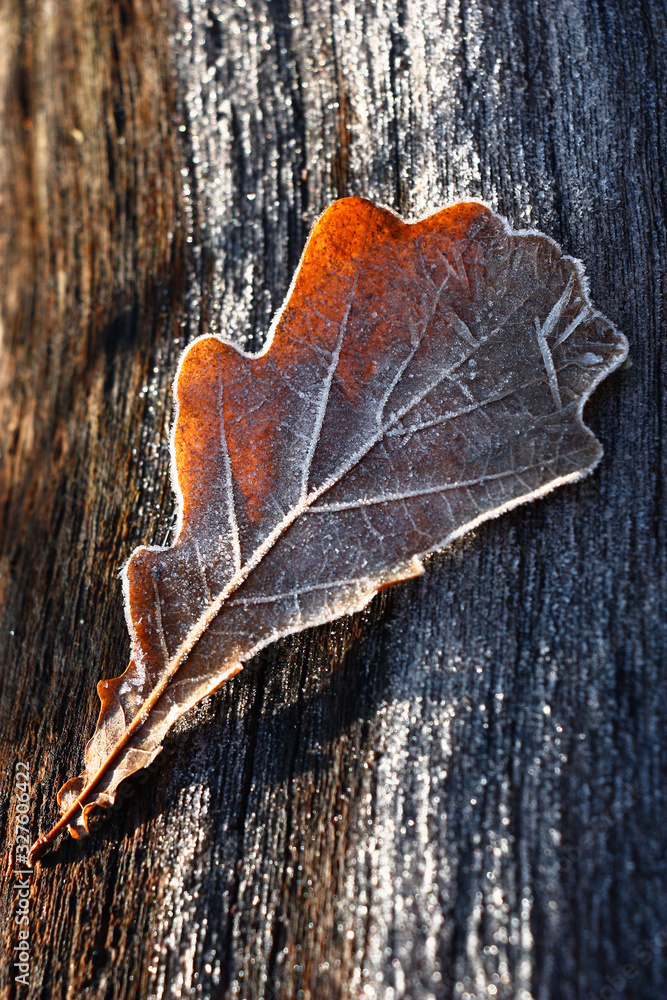 Sunny winter day. The single fallen oak leaf lies on a brown oak log. In total in small crystals of hoarfrost.
