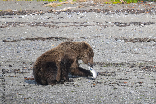 Junger Grizzlybär mit gerade gefangenem Lachs, Alaska photo