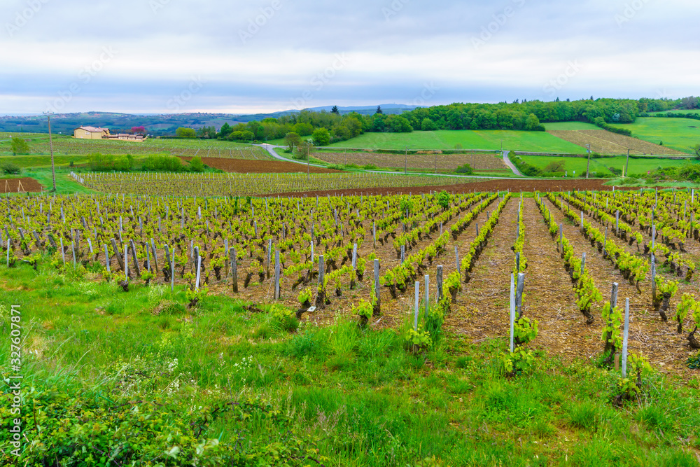 vineyards and countryside in Beaujolais, France