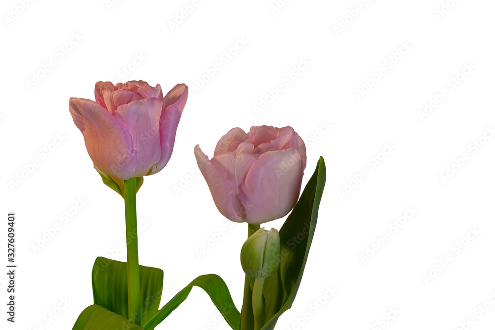 two tulips blooming in pink isolated with white background and copy space two tulips blooming in pink isolated with white background and copy space
