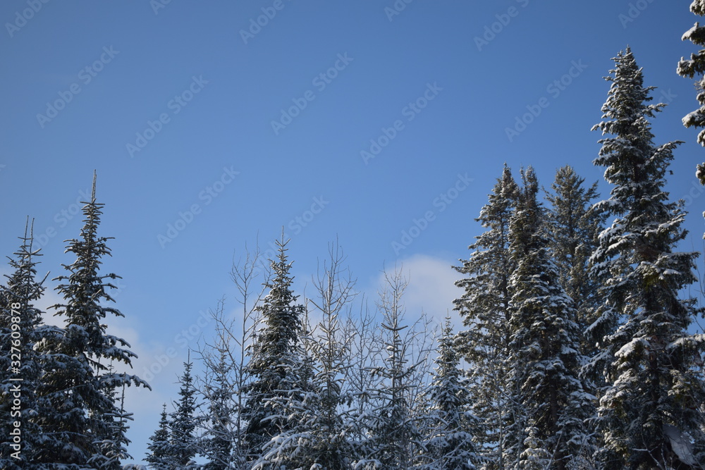forest in winter forest in winter