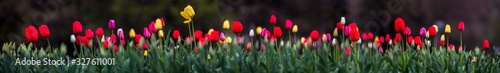 Allphotokz Tulips 20160410 0253 D810