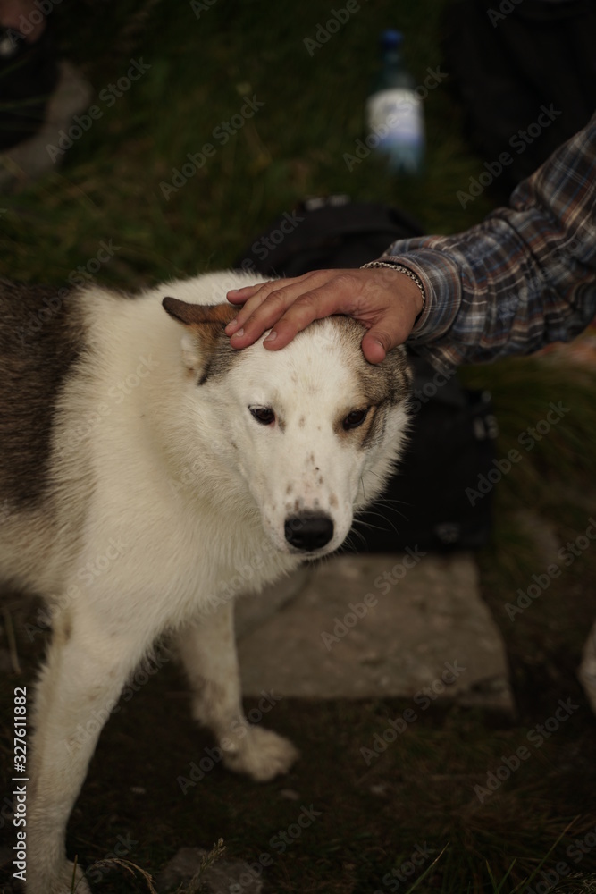 Obraz premium portrait of a dog with human hand on his had