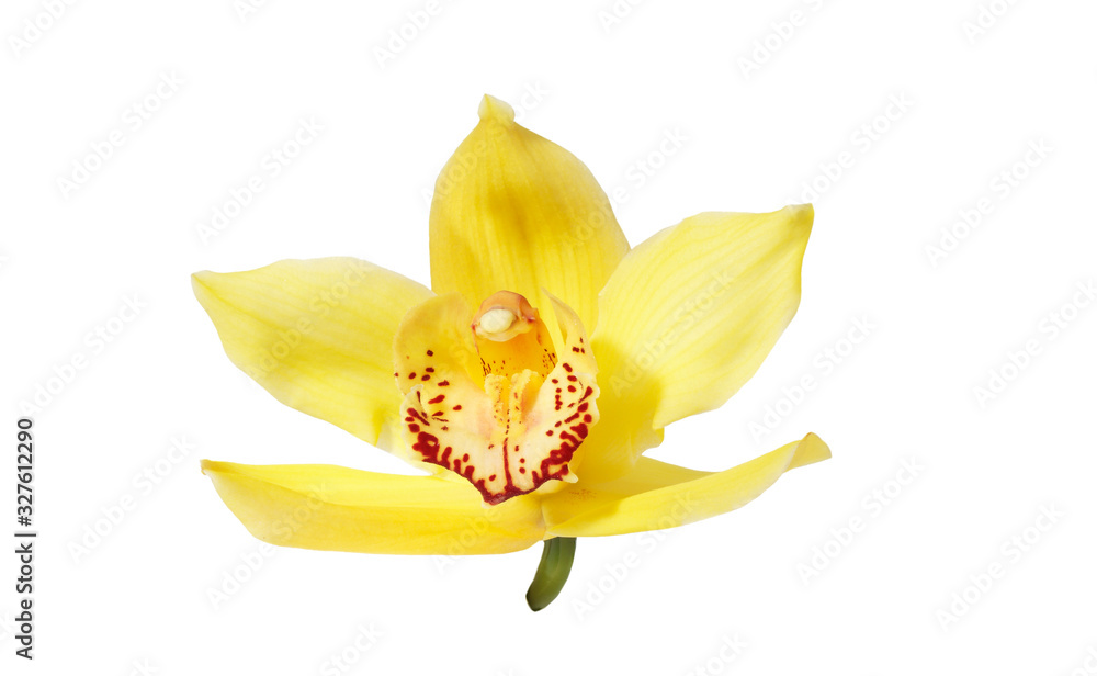Orchid Orchid