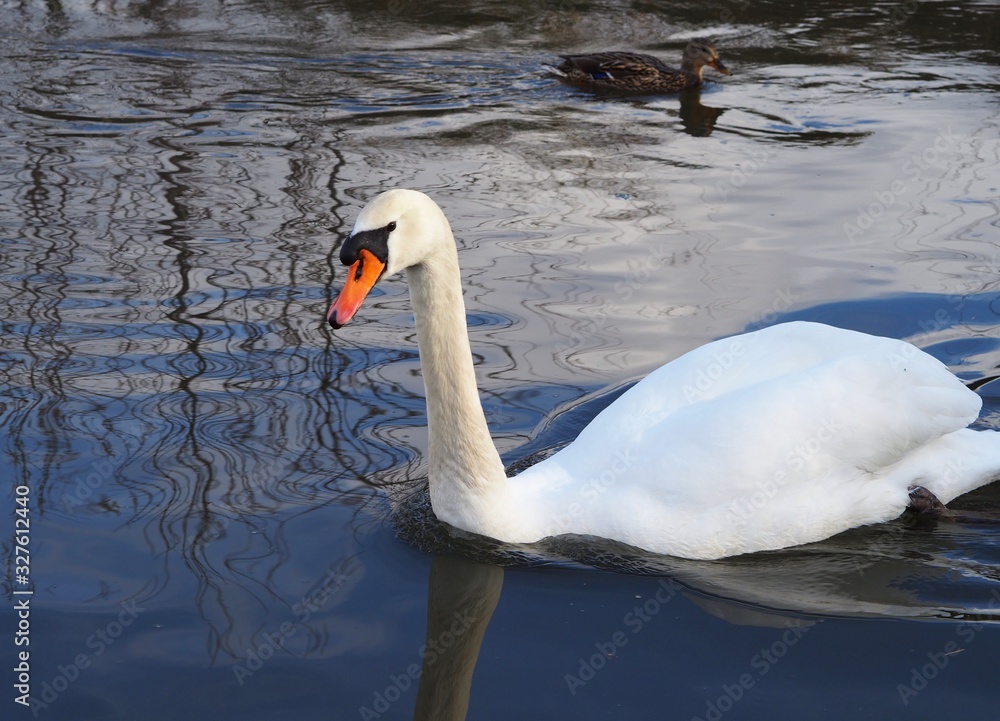 Fototapeta premium white swan swimming at river looking at camera