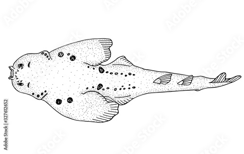 Ornate angelshark. Black hand drawn realistic outline vector image.