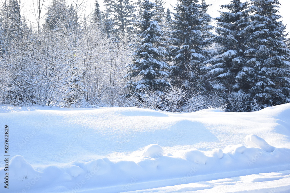 Obraz premium winter mountain landscape with trees and snow