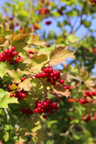 Branches of viburnum with bright red berries