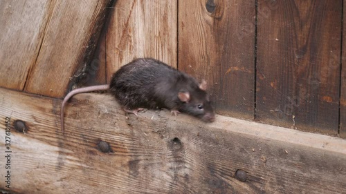 Eine braune Wanderratte, Rattus norvegicus, klettert in einer Holzwand, mehrere Einstellungen