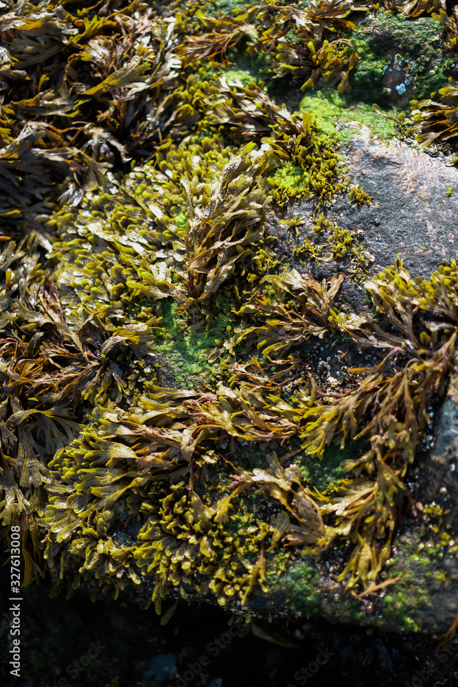 Seaweed Seaweed