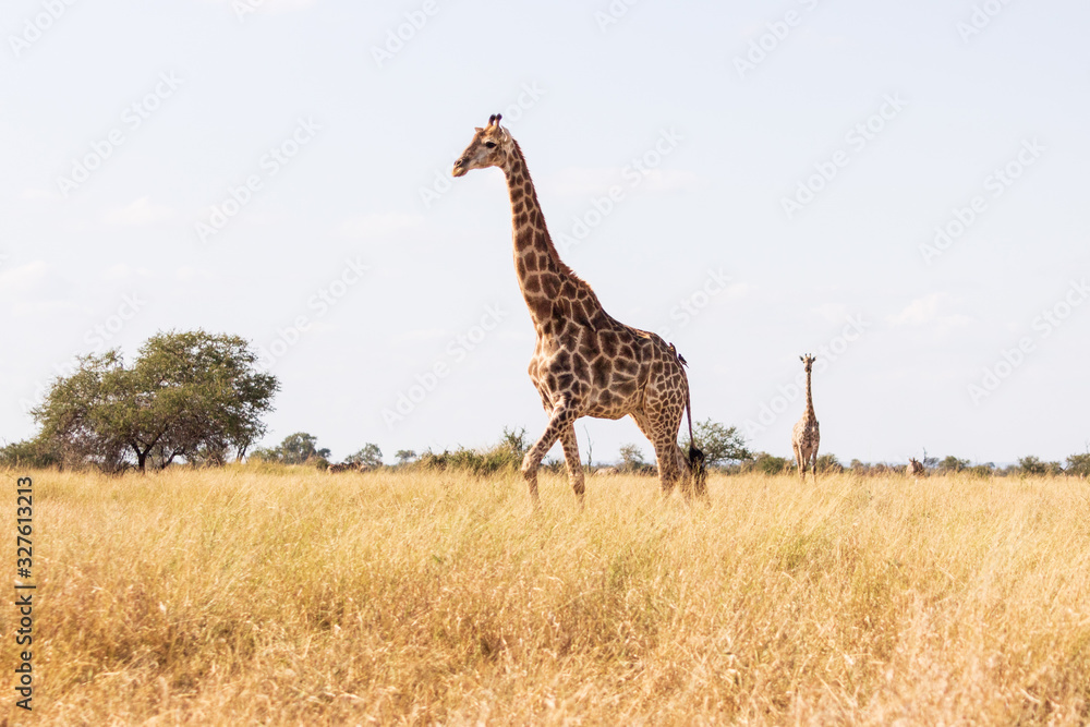 Fototapeta premium giraffe in the savannah