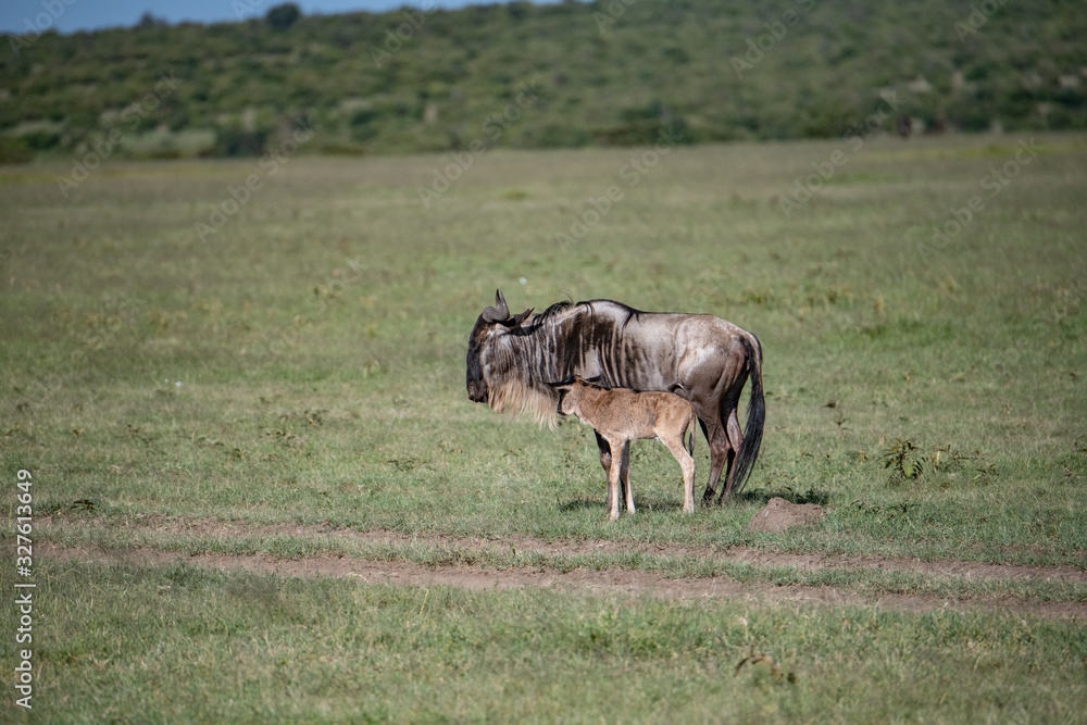 Naklejka premium Mother Wildebeest and her calf in the Masai Mara