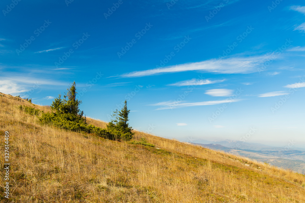 Obraz premium highland hill mountain landscape with two small pine trees vivid spring time clear weather day panoramic scenic view blue sky background