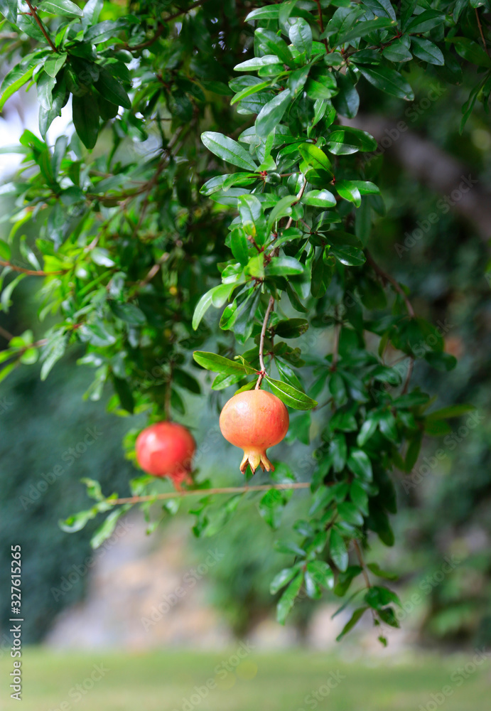 Pomegranates hanging on tree at autumn
